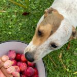 Natalia Oreiro Instagram - Hacemos mermelada de ciruelas Coca?