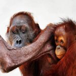 Nathalie Boltt Instagram – I have donated. The hunger crisis that these orangutan mothers and their tiny babies have endured is beyond comprehension. Cut off from forests (by palm oil company deforestation 👿 ) and stuck in small clumps of trees that cannot support their nutritional needs, these orangutan were wasting away until @theorangutanproject stepped in. The orangutan project is legit. It supports rescue and recovery as well as other charities, organizations  and communities all working together to save the once mighty orangutan from extinction. Look into her eyes. She is just like you and me. Just silent. Just gentle. Just trying to live. Please share and donate if you can 🙏🏽