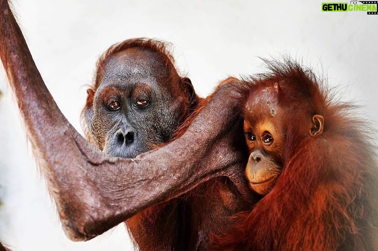 Nathalie Boltt Instagram - I have donated. The hunger crisis that these orangutan mothers and their tiny babies have endured is beyond comprehension. Cut off from forests (by palm oil company deforestation 👿 ) and stuck in small clumps of trees that cannot support their nutritional needs, these orangutan were wasting away until @theorangutanproject stepped in. The orangutan project is legit. It supports rescue and recovery as well as other charities, organizations and communities all working together to save the once mighty orangutan from extinction. Look into her eyes. She is just like you and me. Just silent. Just gentle. Just trying to live. Please share and donate if you can 🙏🏽