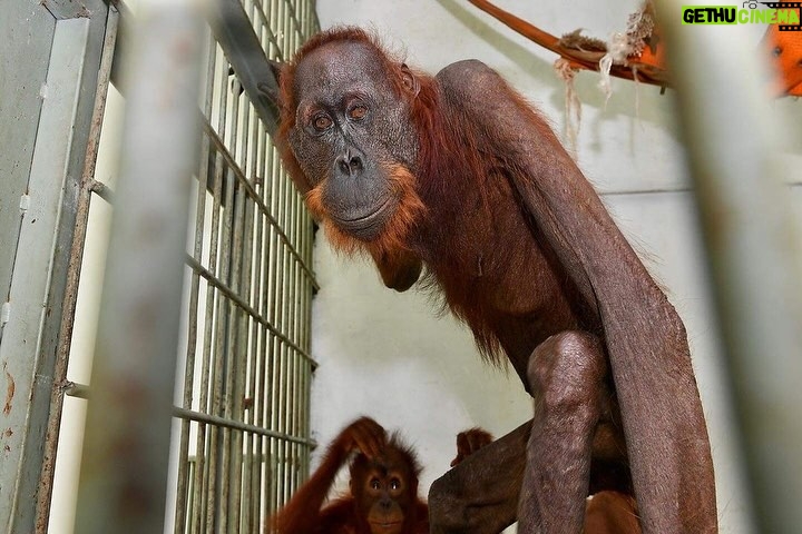 Nathalie Boltt Instagram - I have donated. The hunger crisis that these orangutan mothers and their tiny babies have endured is beyond comprehension. Cut off from forests (by palm oil company deforestation 👿 ) and stuck in small clumps of trees that cannot support their nutritional needs, these orangutan were wasting away until @theorangutanproject stepped in. The orangutan project is legit. It supports rescue and recovery as well as other charities, organizations and communities all working together to save the once mighty orangutan from extinction. Look into her eyes. She is just like you and me. Just silent. Just gentle. Just trying to live. Please share and donate if you can 🙏🏽
