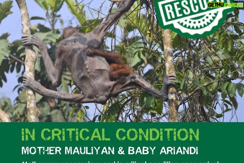 Nathalie Boltt Instagram - I have donated. The hunger crisis that these orangutan mothers and their tiny babies have endured is beyond comprehension. Cut off from forests (by palm oil company deforestation 👿 ) and stuck in small clumps of trees that cannot support their nutritional needs, these orangutan were wasting away until @theorangutanproject stepped in. The orangutan project is legit. It supports rescue and recovery as well as other charities, organizations and communities all working together to save the once mighty orangutan from extinction. Look into her eyes. She is just like you and me. Just silent. Just gentle. Just trying to live. Please share and donate if you can 🙏🏽