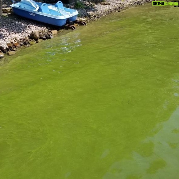 Neil deGrasse Tyson Instagram - ‪Q: If the surface coverage of Algae on a lake doubles daily, and a month later half the lake is green, how much longer must you wait for the **entire lake** to be covered with Algae?‬ ‪A: One Day‬ ‪Behold exponential growth.‬ [Photo: Owasco Lake, NY State Department of Environmental Conservation]