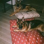 Nicole Richie Instagram - ROKI x XAVI x HOH x ETSY On Film 🎞 Making beds for my dogs made me cry and I am not ashamed. Goodbye.