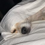 Olivia Holt Instagram - happy #internationaldogday to my lil chicken. i love you more than you love naps and blankets 🥲