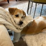 Olivia Holt Instagram - happy #internationaldogday to my lil chicken. i love you more than you love naps and blankets 🥲