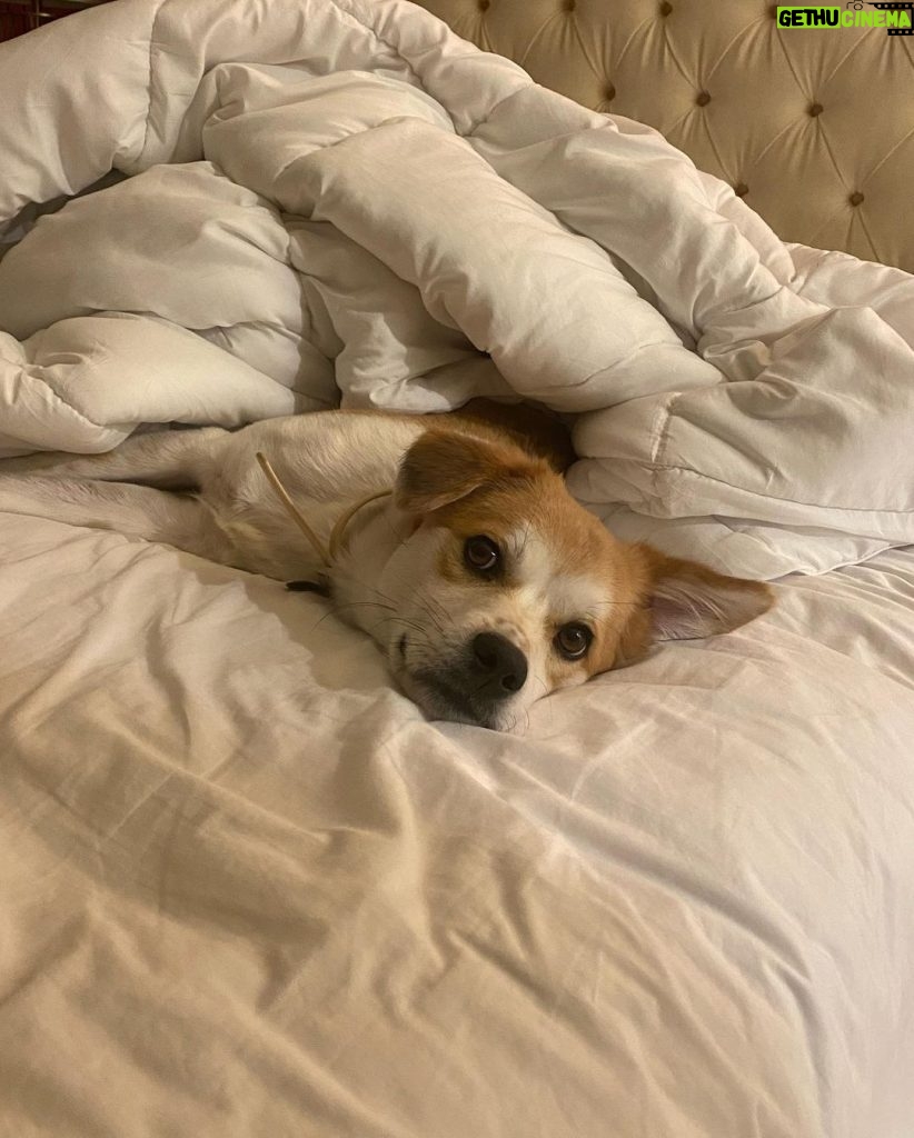 Olivia Holt Instagram - happy #internationaldogday to my lil chicken. i love you more than you love naps and blankets 🥲