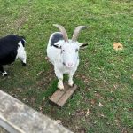 Olivia Holt Instagram – 4th slide is quite literally the goat 🐐 Soho Farmhouse