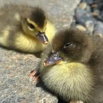 Paige Instagram - I’m 31! Had such a wonderful few days already. @ronnieradke got me 2 ducks for my birthday which I cried my eyes out I was so happy. So lucky to have my bf, I’m absolutely spoiled by him constantly. I love you, can’t wait to be home in a few hours so I can love on you and thank you to all my best buds of the @aew girls lockeroom. You guys singing happy birthday to me TWICE. Spoiling me with cakes, gifts and decor and eating PIZZA DIPPED IN MAYO. Ima lucky girl ❤️