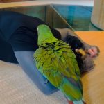 Paige Instagram – @ronnieradke pretending to faint in front of our Macaw Paulie haha the cutest video ever 🥹🥰