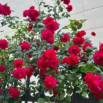 Park Bo-gum Instagram - “밝아져라“ ”맑아져라“ 기쁨 한 송이 받으시고 내내 행복하십시오🌹