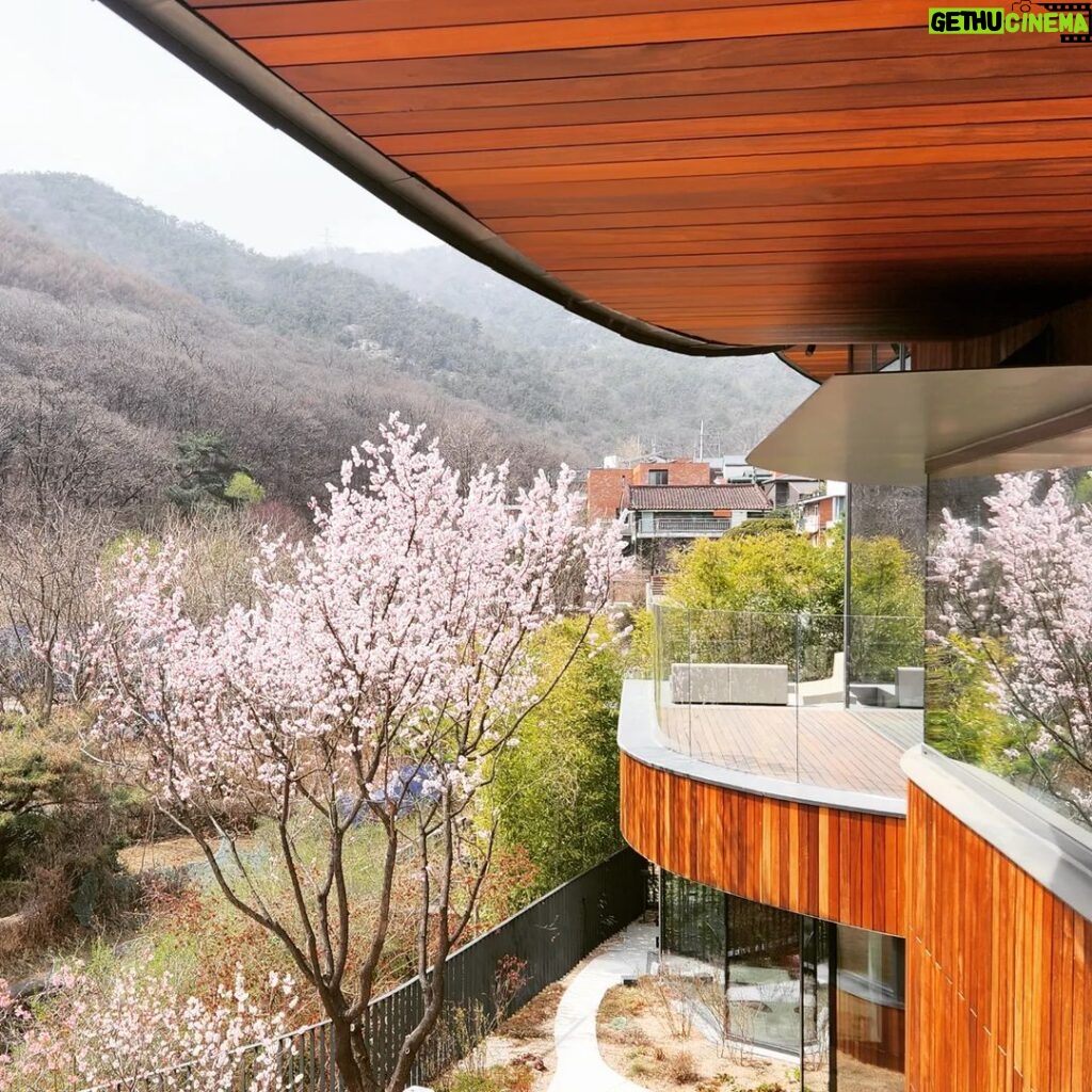 Park Jin-young Instagram - #JYPhouse 살구꽃이 활짝 폈어요. 갑자기 봄이네요♡ Apricot tree budding...suddenly spring♡
