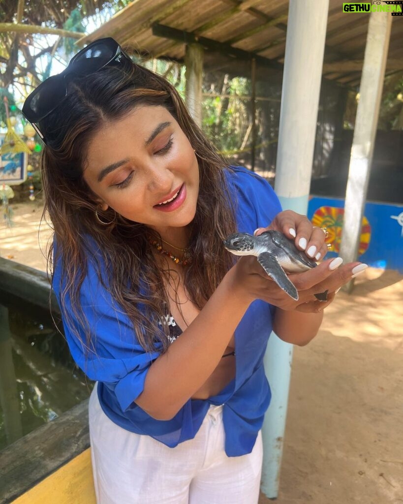 Parno Mittra Instagram - The @galbokkaseaturtle is a turtle conservation centre.. they rescue , train and help these beautiful creatures back into the ocean. As humans we can help in many ways but we fail to. Let’s do our bit .