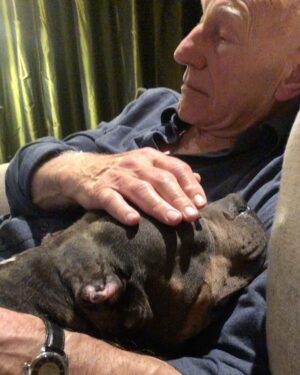 Patrick Stewart Instagram - Before #PitBullAwarenessMonth comes to a close, thought I’d share a HUG from our friend Lily and a few moments of bliss with three of our cherished foster loves Ginger, Emma, and sweet Lenny. @lilybug_lpb @ASPCA @WagsAndWalks @RSPCA