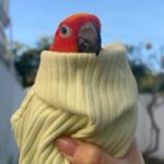 Pattarasaya Kreursuwansiri Instagram - มอร์นิ่งค่ามอร์นิ่ง สวัสดีอากาศ 20 องศาค่าาา🎄🦜 #ไข่หวานลูกรักก Bangkok, Thailand