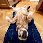 Paul Bettany Instagram - Dogs