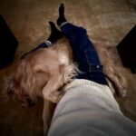 Paul Bettany Instagram - Dogs! Does it get better?