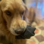 Paul Bettany Instagram - She knows she’s doing wrong. Photo by @stephaniestanko - sorry about your damp sock Stephanie.