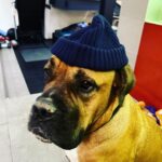 Paul Bettany Instagram - It’s cold out there for a Gusstopher