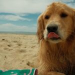Paul Bettany Instagram - Dogs! They're just perfect.