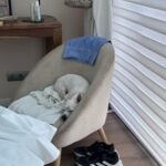 Paula Gonu Instagram - mi coquito querida, el angelito, el ser vivo más increíble que he conocido!! cumples 10 añitos en un mes y te felicito por aquí porque sé que lo vas a leer porque me niego a pensar que no haces cosas de humano cuando no me doy cuenta. me haces llorar de lo buena que eres y no sé qué haría sin ti. 10 años compartiendo vida juntas maldita rata con piel rosa y manchitas de vaca. Te amo mucho. Gracias por existir, ojalá todos conociesen un amor como el tuyo cocoguapiisss