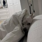 Paula Gonu Instagram - mi coquito querida, el angelito, el ser vivo más increíble que he conocido!! cumples 10 añitos en un mes y te felicito por aquí porque sé que lo vas a leer porque me niego a pensar que no haces cosas de humano cuando no me doy cuenta. me haces llorar de lo buena que eres y no sé qué haría sin ti. 10 años compartiendo vida juntas maldita rata con piel rosa y manchitas de vaca. Te amo mucho. Gracias por existir, ojalá todos conociesen un amor como el tuyo cocoguapiisss