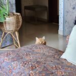 Pavitra Punia Instagram - Mornings 🌄 and ma babies 🐈 🐕 🧿 #home #pavitraapuniya #sunshine #home #blessings