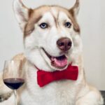Penn Badgley Instagram - “I don’t drink but my dog is a lush.” Once again, my friend @zayforpaws takes my dog and dresses him up unasked, and I am not mad.