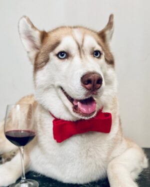 Penn Badgley Instagram - “I don’t drink but my dog is a lush.” Once again, my friend @zayforpaws takes my dog and dresses him up unasked, and I am not mad.