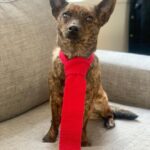 Penn Badgley Instagram - My friend Isaiah took my dog and did this unasked, unprompted and he was right to do it