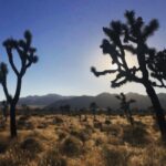 Phil Lester Instagram – Last days in the desert 🏜🦎 Joshua Tree National Park