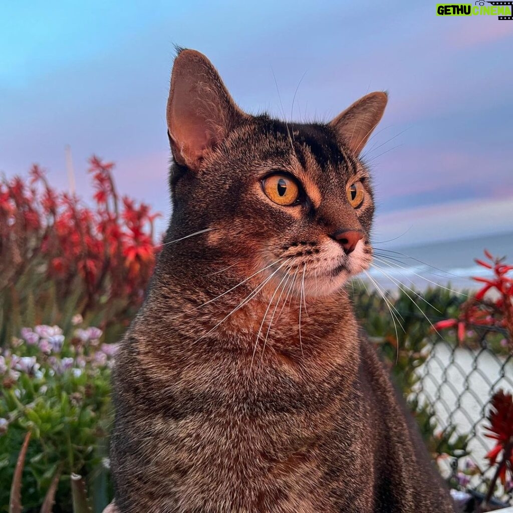 Pierce Brosnan Instagram - My cool cat watching the sunset.