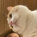 Pokimane Instagram - what's on ur mind vs what's on mine 💭 I love cats