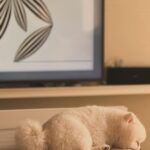 Preechaya Pongthananikorn Instagram - ตอนที่ยื่นมือไป..นี่คือ มือแรกที่ยืนมาจับ My bedroom 🚫 My Dogroom ✅ #อย่าทิ้งเค้าน้าพลีส