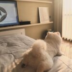 Preechaya Pongthananikorn Instagram - ตอนที่ยื่นมือไป..นี่คือ มือแรกที่ยืนมาจับ My bedroom 🚫 My Dogroom ✅ #อย่าทิ้งเค้าน้าพลีส