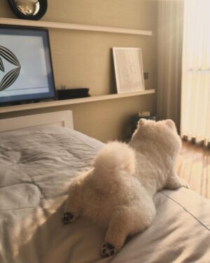 Preechaya Pongthananikorn Instagram - ตอนที่ยื่นมือไป..นี่คือ มือแรกที่ยืนมาจับ
 My bedroom 🚫
My Dogroom ✅
#อย่าทิ้งเค้าน้าพลีส