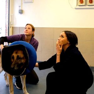 Prince Harry, Duke of Sussex Instagram - Earlier this month, The Duchess of Sussex popped in to see the amazing people at Mayhew to hear about the incredible progress made throughout the festive period.

The Duchess of Sussex, having been proud patron of Mayhew since January 2019 and long understanding the connection between animal and community welfare, applauds the people at Mayhew for the vital work that they do every day.

From cats and dogs who have found new homes to animal welfare cases handled in the community - @TheMayhew believes in the power of togetherness and the special bond between humans and animals.

Image © SussexRoyal