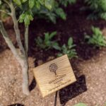 Princess Eugenie Instagram - What a joy it was to officially open the new @horatiosgarden at The Royal National Orthopaedic Hospital. This is their 5th garden in the UK connected to a spinal unit offering patients nature and the outdoors at a time they need it most. I'm a proud patron of this charity and it was a particularly special visit as it's the hospital I underwent spinal surgery as a child. It was an honour to meet all the volunteers, doctors, nurses, patients and gardeners who really bring this garden alive. The final three pictures are of the lovely Jubilee Tree that was planted for The Queen's Green Canopy @queensgreencanopy a wonderful celebration of the incredible jubilee milestone.