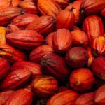 Rafa Brites Instagram - Rota do cacau. Tive ume experiência linda para conhecer o programa #Cocoaplan que tem como o objetivo fomentar e implementar práticas regenerativas e sustentáveis na cadeia de produção desse fruto tão mágico. Agora toda vez que for degustar ou atacar mesmo aquele chocolate delicioso vou lembrar de toda a importância que o cacau tem para nosso país. Melhor é ter essa experiência com os amigos @ritabatista @juferraz @cacelico e @enzocelulari ! Obrigada @cantagalo.cacau @nestlechocolates ate a próxima! Fotos @lecanovo #publi