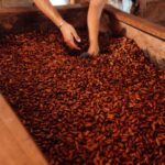 Rafa Brites Instagram - Rota do cacau. Tive ume experiência linda para conhecer o programa #Cocoaplan que tem como o objetivo fomentar e implementar práticas regenerativas e sustentáveis na cadeia de produção desse fruto tão mágico. Agora toda vez que for degustar ou atacar mesmo aquele chocolate delicioso vou lembrar de toda a importância que o cacau tem para nosso país. Melhor é ter essa experiência com os amigos @ritabatista @juferraz @cacelico e @enzocelulari ! Obrigada @cantagalo.cacau @nestlechocolates ate a próxima! Fotos @lecanovo #publi