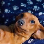 Rafa Polinesio Instagram - El remedio funcionó 🐕 tal vez regresemos a los AKK con Karen y Less