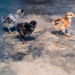 Rafa Polinesio Instagram - Ya vieron el video de Mis primeros pollitos?? Siempre tuve la idea de tener algunos, pero no imaginé que esto me fuera a suceder en algún momento de la vida. Es muy interesante pero es una locura!! Corren por todos lados 🐓 🐥 🐥 🐥 Ahora estaremos haciendo un live mejorando su casa. En mis historias el link!!