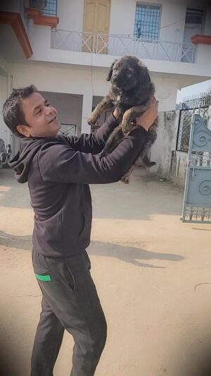 Rajpal Yadav Instagram - This is really close to my heart. I feel whole when I am around these beautiful animals and dogs really  are a man’s best friend. They give so much love. The dogs shown in the video are in my hometown and wait for me and I try to see them whenever I can! 
❤️

Edited by : @journo_amir 
@mazar_shaikh 

#rajpalyadav #vanityvichaar #paltulife #dogs #dogsofinstagram #doglover #petlovers #india #dogs #rajpaath #animallovers
