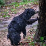 Randeep Hooda Instagram - Kiss a Tree Today. @nikonindiaofficial @saroshlodhi #Bear #SlothBear #NikonZ9 #NikonZseries #NikonIndia #NikonAsia #JungleeHooda #WildRandeep #WildLife #WildLifePhotography