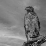 Randeep Hooda Instagram - Looking into a brighter future … #wildrandeep #jungleehooda #wildlifephotography #owl #birdphotography #birdlovers Thanks to @saroshlodhi @nikonindiaofficial #NikonZ9 #NikonZseries #Nikon #NikonIndia #NikonIndiaOfficial #NikonAsia #NikonZseries Shot on #NikonZ9