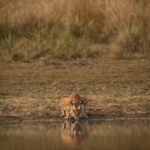 Randeep Hooda Instagram – 🐅🐅 
It’s really simple.. to save wildlife we HAVE to save their habitats 🌳🌳
#WorldWildlifeDay

#JungleeHooda #WildRandeep
#wildlifephotography #Tiger #tigerlover #SaveTiger #wildlife @saroshlodhi 
@nikonindiaofficial #Nikon #NikonIndia #NikonIndiaOfficial #NikonAsia #NikonZseries 
Shot on #NikonZ9