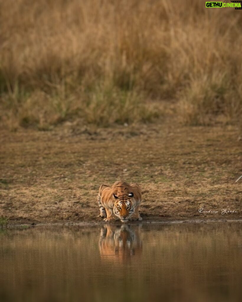 Randeep Hooda Instagram - 🐅🐅 It’s really simple.. to save wildlife we HAVE to save their habitats 🌳🌳 #WorldWildlifeDay #JungleeHooda #WildRandeep #wildlifephotography #Tiger #tigerlover #SaveTiger #wildlife @saroshlodhi @nikonindiaofficial #Nikon #NikonIndia #NikonIndiaOfficial #NikonAsia #NikonZseries Shot on #NikonZ9