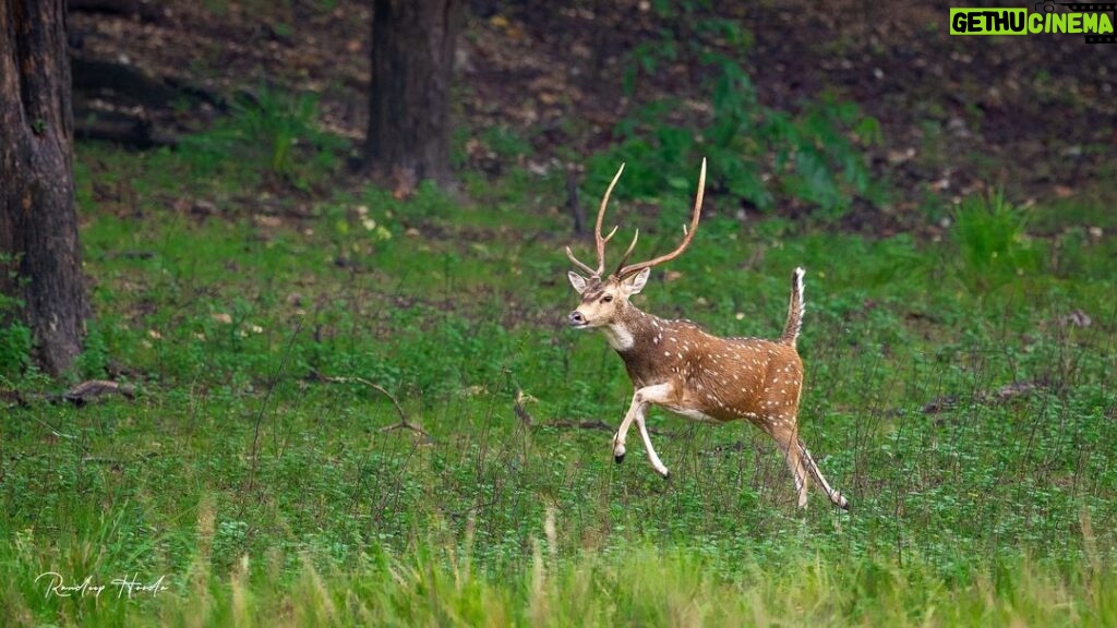 Randeep Hooda Instagram - स्वर्ण मृग #JungleeHooda #WildRandeep #wildlifephotography #deer#goldendeer #wildlife @saroshlodhi @nikonindiaofficial #Nikon #NikonIndia #NikonIndiaOfficial #NikonAsia #NikonZseries Shot on #NikonZ9