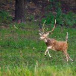 Randeep Hooda Instagram – स्वर्ण मृग

#JungleeHooda #WildRandeep
#wildlifephotography #deer#goldendeer #wildlife @saroshlodhi 
@nikonindiaofficial #Nikon #NikonIndia #NikonIndiaOfficial #NikonAsia #NikonZseries 
Shot on #NikonZ9