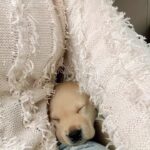 Ritu Singh Instagram - Welcome new puppy - call him : MAIDO 🐶 Thanku @ursgauravjha for taking care of my heart 🥰