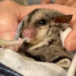 Robert Clarence Irwin Instagram – Can it get any cuter than a rescued glider being fed at our Australia Zoo Wildlife Hospital!? 🥹